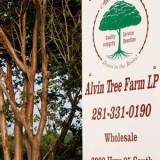 Alvin Tree Farm