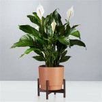 Best Housewarming Plants