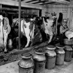 Vintage Dairy Farm Equipment